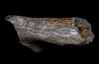 藏品(象左上臂骨)的圖片